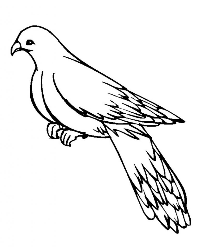 colombe avec longue queue livre de coloriage à imprimer