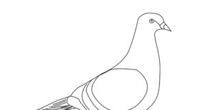 dove of peace coloring book to print