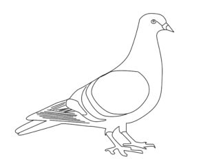 dove of peace coloring book to print