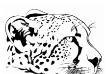 farvelægningsbog med gepardenhoved til udskrivning