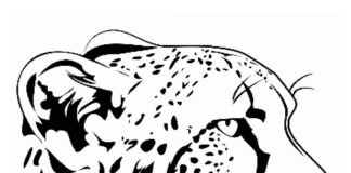 cheetah head coloring book to print