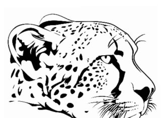 głowa geparda kolorowanka do drukowania