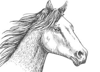 horse head coloring book to print