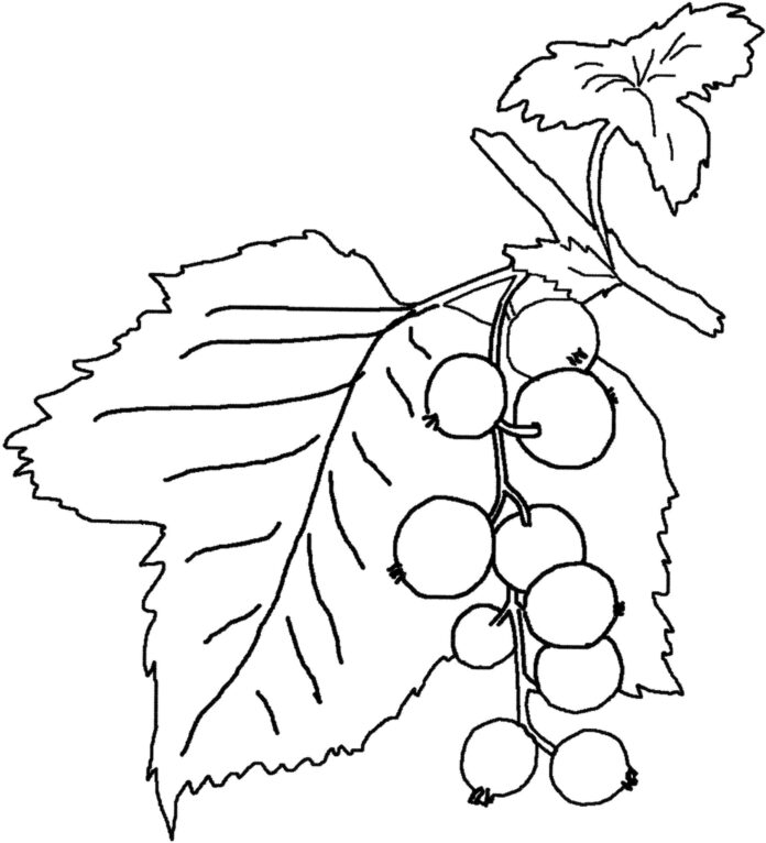 berries on a branch coloring book to print
