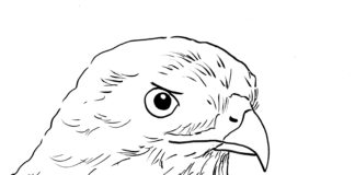 hawk head coloring book to print