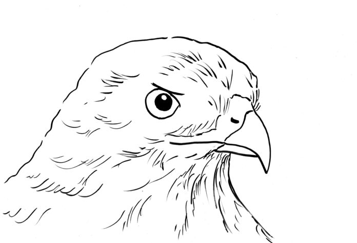 hawk head coloring book to print