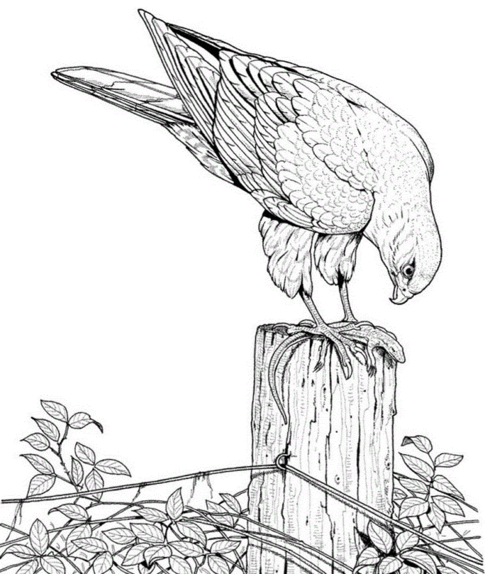 Falke auf einer Holzstange Malbuch zum Ausdrucken