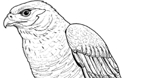 hawk on a rock coloring book to print