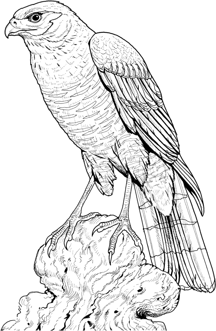 hawk on a rock coloring book to print