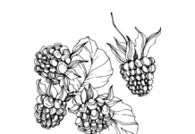 blackberries from the forest coloring book to print