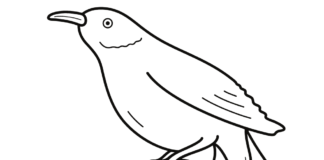 canary for kids coloring book to print