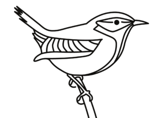 kanariefugl på en gren til udskrivning af en malebog