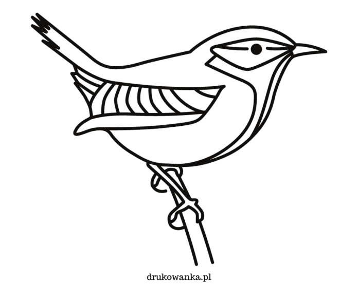 kanariefugl på en gren til udskrivning af en malebog