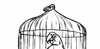 livre de coloriage "canari en cage" à imprimer