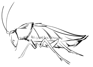 Kakerlake ungeliebtes Insektenmalbuch zum Ausdrucken