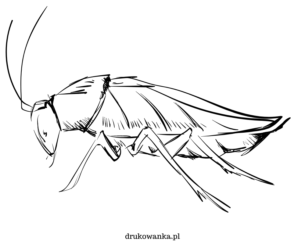 karaluch nielubiany owad kolorowanka do drukowania