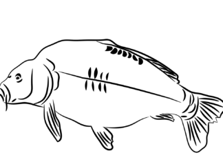 carp char without scales coloring book to print