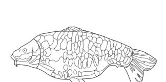 karp pełnołuski kolorowanka do drukowania