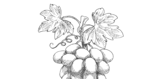 bunch of grapes coloring book to print