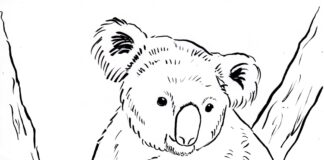 koala in the tree coloring book to print