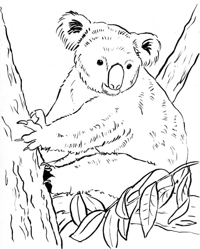koala na strome na vyfarbenie k vytlačeniu