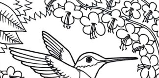 hummingbird among the trees coloring book to print