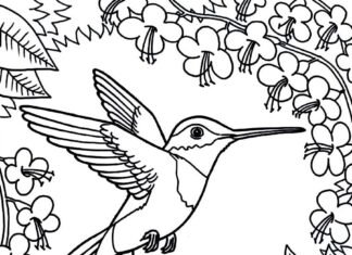kolibřík mezi stromy - omalovánky k vytištění
