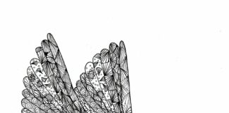 zentangle hummingbird coloring book to print