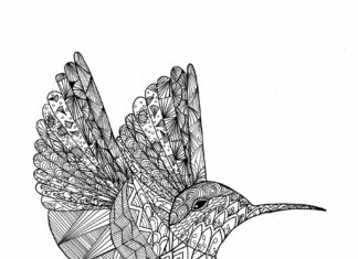 zentangle colibrì libro da colorare da stampare