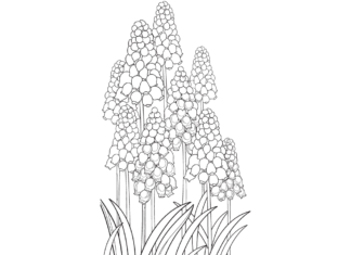Färgrik hyacinter färgbok att skriva ut