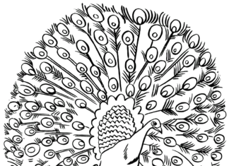 colorful peacock coloring book to print