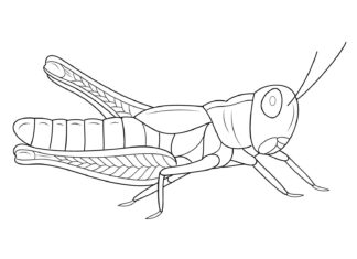 grasshopper coloring page printable