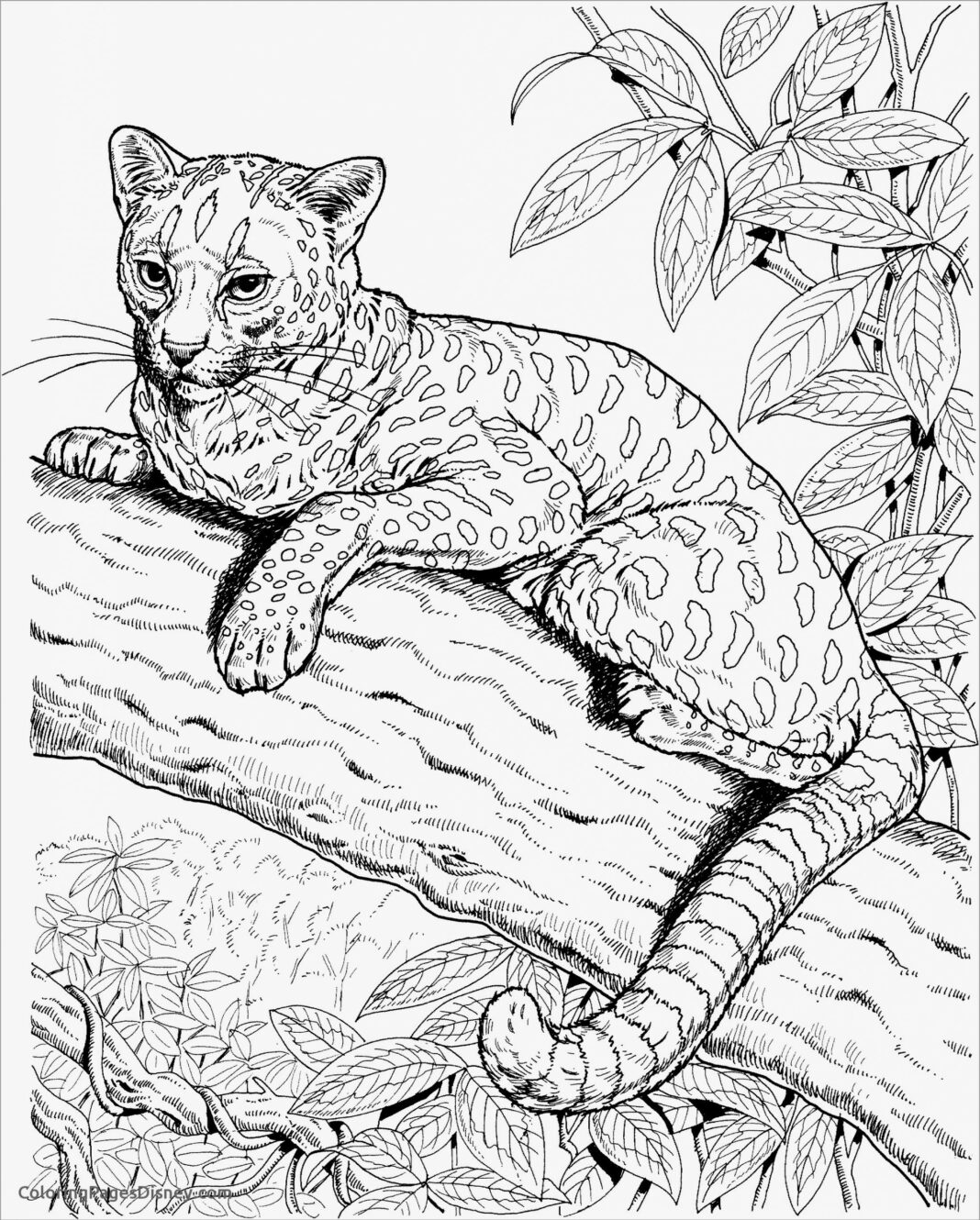 Kolorowanka Kot gepard na drzewie do druku i online