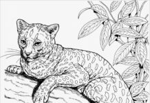 cheetah cat in the tree coloring page printable
