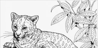 cheetah cat in the tree coloring page printable