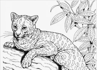 guépard chat dans l'arbre livre de coloriage à imprimer