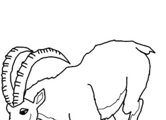 mountain goat coloring book to print