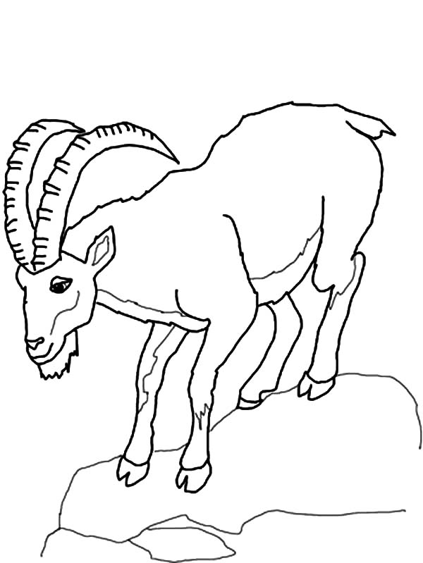 livre de coloriage de chèvres de montagne à imprimer