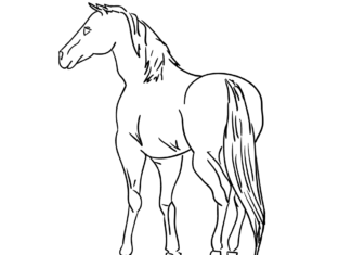 Livro de coloração de cavalos árabes para imprimir