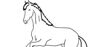 Omaľovánky arabského koňa na vytlačenie