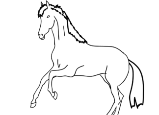 Arab ló nyomtatható színezőkönyv