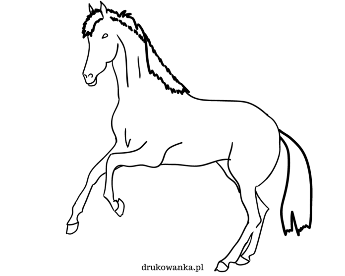 Livre de coloriage du cheval arabe à imprimer