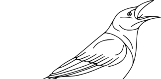 crow coloring book to print