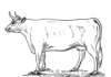 ko utan fläckar på ett fält som kan skrivas ut som målarbok