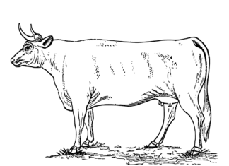 mucca senza toppe in un libro da colorare campo da stampare