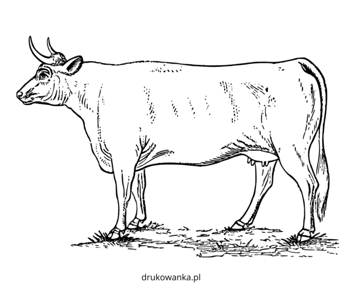 krowa bez łat na polu kolorowanka do drukowania