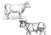 牛と牛の塗り絵プリント