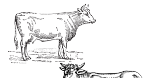 cow and bull coloring book to print