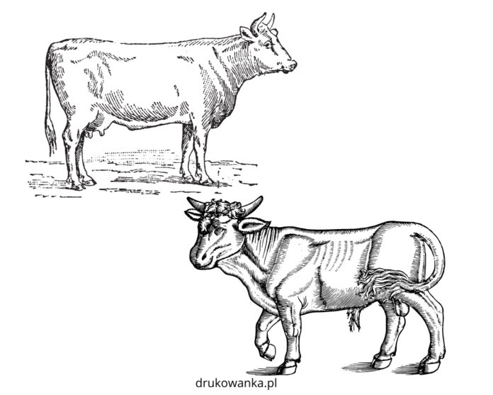 kráva a býk omalovánky k vytisknutí