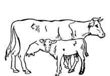eine Kuh und ein Kälbchen als Malbuch zum Ausdrucken